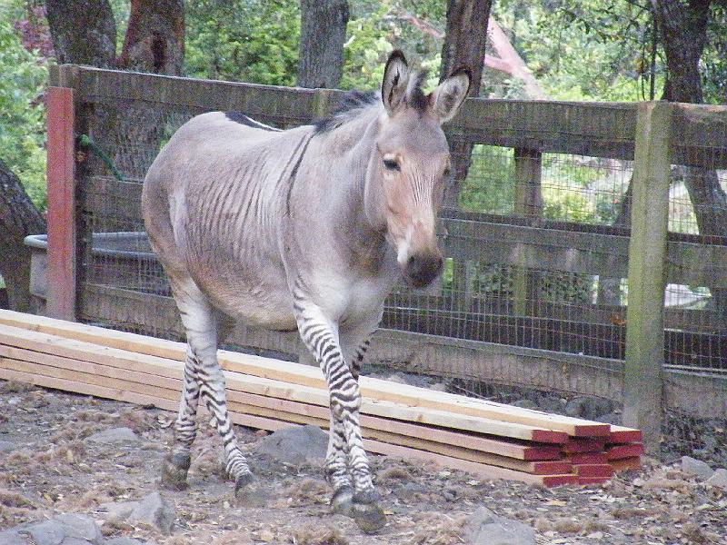 0622 044.jpg - ZZ-Top is a "Z-donk"